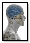 medical scan of brain, neck, jaw to evaluate TMJ TMD pain